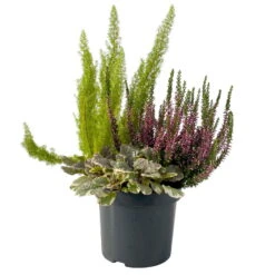 Calluna Mix, Rot-rosa, Topf-Ø 17cm, 2er-Set -LECHUZA || Wagner Verkaufsgeschäft 0651200033 0651200038 Calluna Mixtopf T17 Calluna rot Erica arborea Ajuga 2 114174