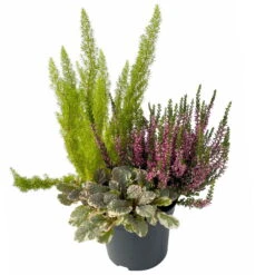 Calluna Mix, Rot-rosa, Topf-Ø 17cm, 2er-Set -LECHUZA || Wagner Verkaufsgeschäft 0651200033 0651200038 Calluna Mixtopf T17 Calluna rot Erica arborea Ajuga 3 114175