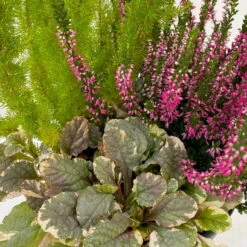 Calluna Mix, Rot-rosa, Topf-Ø 17cm, 2er-Set -LECHUZA || Wagner Verkaufsgeschäft 0651200033 0651200038 Calluna Mixtopf T17 Calluna rot Erica arborea Ajuga 9 114145