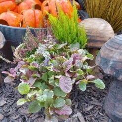 Calluna Mix, Rot-rosa, Topf-Ø 17cm, 2er-Set -LECHUZA || Wagner Verkaufsgeschäft 0651200038 Calluna Mixtopf 2er Set Calluna rot Erica arborea Ajuga 1 81510