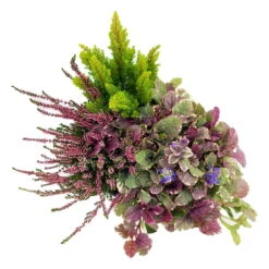 Calluna Mix, Rot-rosa, Topf-Ø 17cm, 2er-Set -LECHUZA || Wagner Verkaufsgeschäft 0651200038 Calluna Mixtopf 2er Set Calluna rot Erica arborea Ajuga 7 81508