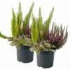 Calluna Mix, Rot-rosa, Topf-Ø 17cm, 2er-Set 2 Calluna Mix, Rot-rosa, Topf-Ø 17cm, 2er-Set -LECHUZA || Wagner Verkaufsgeschäft 0651200038 Calluna Mixtopf T17 Calluna rot Erica arborea Ajuga 2er Set 114176