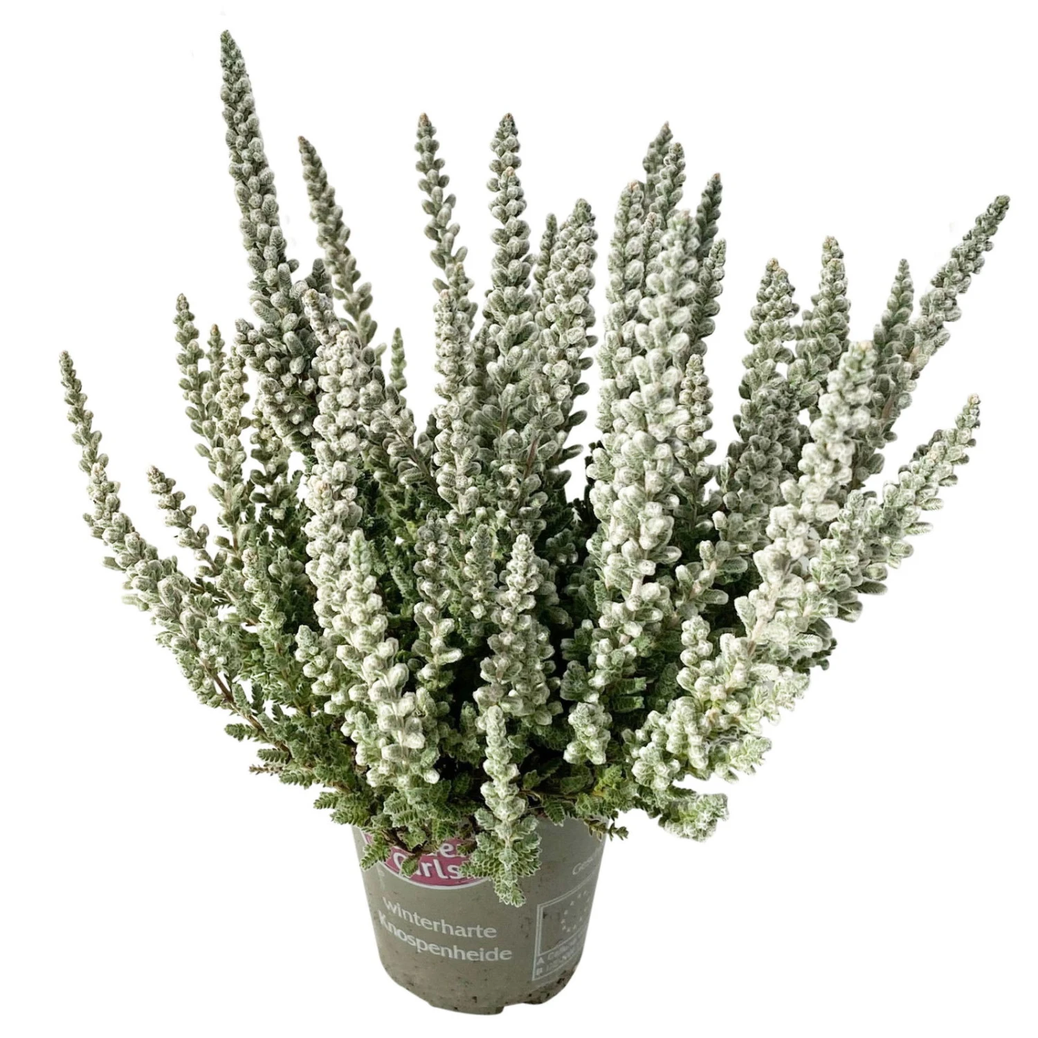 Knospenheide 'Fluffy® Zilly', Silberlaubig, Topf-Ø 6,5 Cm, 12er-Set 3 Knospenheide 'Fluffy® Zilly', Silberlaubig, Topf-Ø 6,5 Cm, 12er-Set