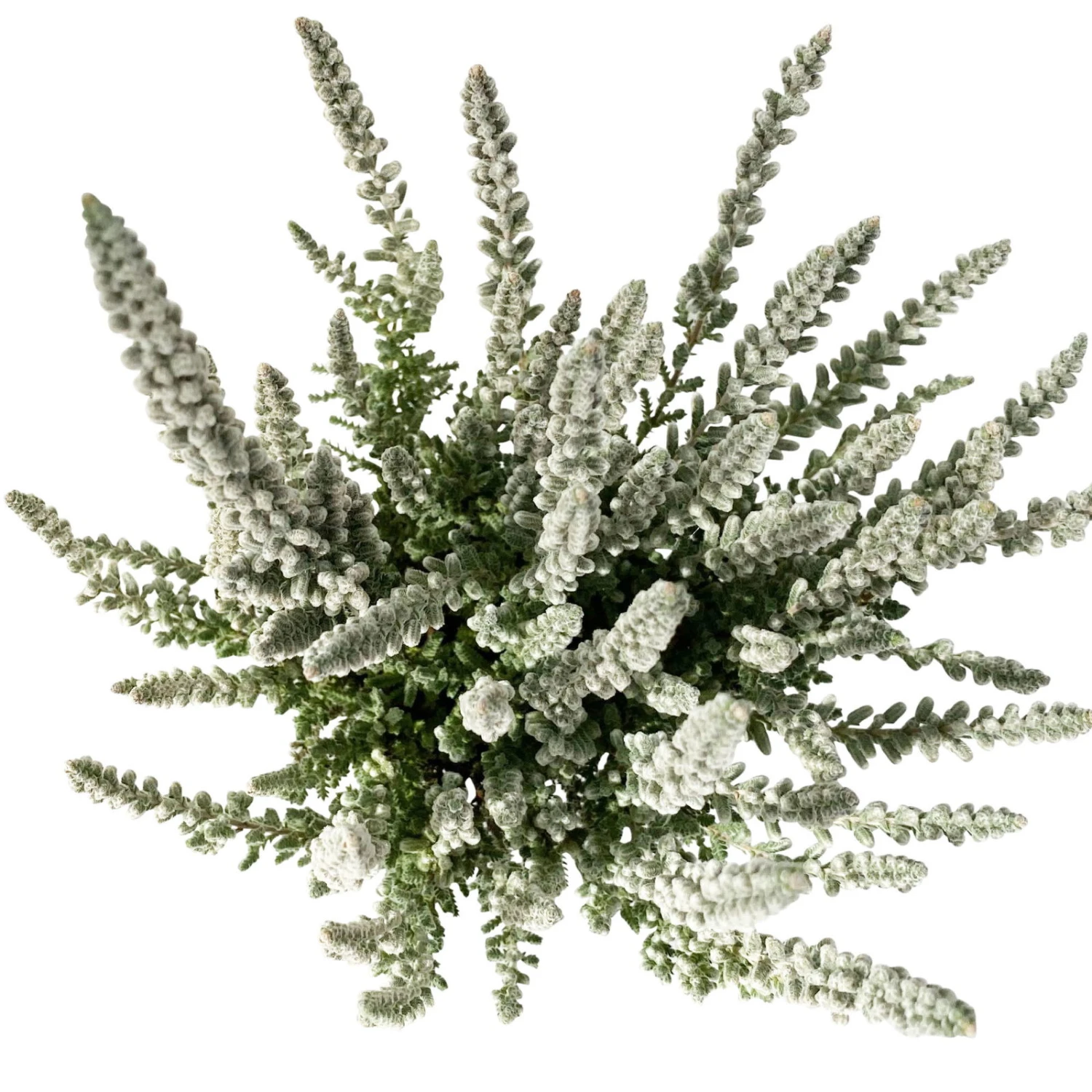 Knospenheide 'Fluffy® Zilly', Silberlaubig, Topf-Ø 6,5 Cm, 12er-Set 4 Knospenheide 'Fluffy® Zilly', Silberlaubig, Topf-Ø 6,5 Cm, 12er-Set – Bild 2