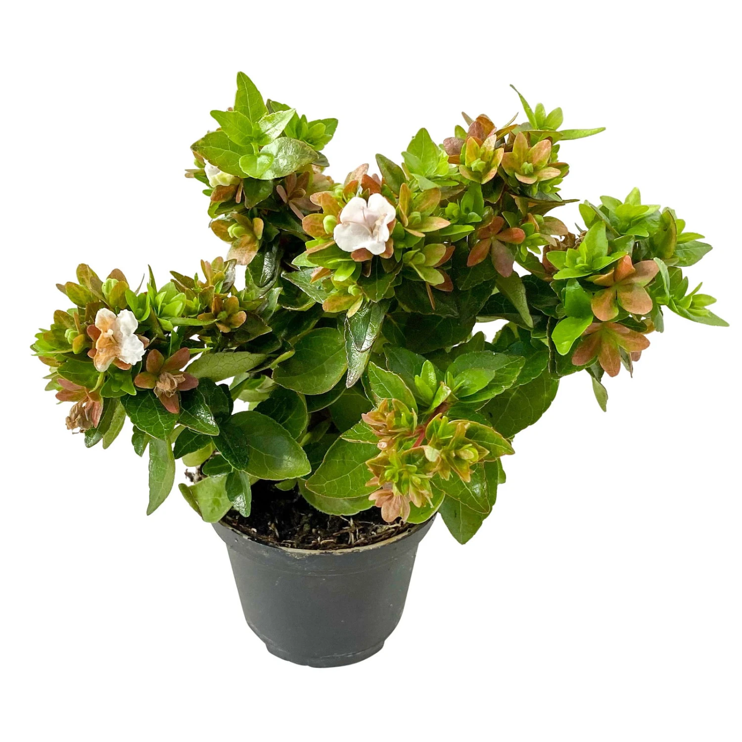 Abelie 'Little Lady', Mini, Topf-Ø 6 Cm, 12er-Set 4 Abelie 'Little Lady', Mini, Topf-Ø 6 Cm, 12er-Set – Bild 2