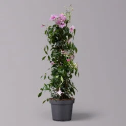 Pandorea, Weiß Bis Rosa Zufällig, Pyramide, Topf-Ø 19 Cm, Höhe Ca. 70 Cm -LECHUZA || Wagner Verkaufsgeschäft 0670100390 Pandorea jasminoides T19 2163 Pyramide in Farben H70 dunkelrosa 2 120826