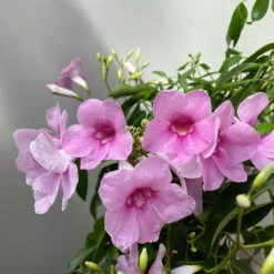 Pandorea, Weiß Bis Rosa Zufällig, Spalier, Topf-Ø 19 Cm, Höhe Ca. 70 Cm