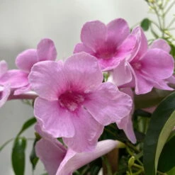 Pandorea, Weiß Bis Rosa Zufällig, Pyramide, Topf-Ø 19 Cm, Höhe Ca. 70 Cm -LECHUZA || Wagner Verkaufsgeschäft 0670100390 Pandorea jasminoides T19 2163 Pyramide in Farben H70 dunkelrosa 6 119794