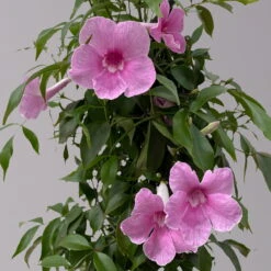 Pandorea, Weiß Bis Rosa Zufällig, Pyramide, Topf-Ø 19 Cm, Höhe Ca. 70 Cm -LECHUZA || Wagner Verkaufsgeschäft 0670100390 Pandorea jasminoides T19 2163 Pyramide in Farben H70 dunkelrosa 3 120830