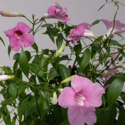 Pandorea, Weiß Bis Rosa Zufällig, Pyramide, Topf-Ø 19 Cm, Höhe Ca. 70 Cm -LECHUZA || Wagner Verkaufsgeschäft 0670100390 Pandorea jasminoides T19 2163 Pyramide in Farben H70 hellrosa 2 120829