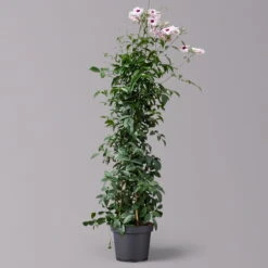 Pandorea, Weiß Bis Rosa Zufällig, Pyramide, Topf-Ø 19 Cm, Höhe Ca. 70 Cm -LECHUZA || Wagner Verkaufsgeschäft 0670100390 Pandorea jasminoides T19 2163 Pyramide in Farben H70 weiss dunkel 1 120827