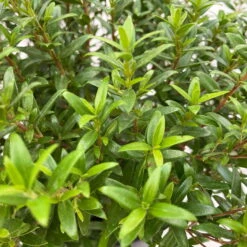 Myrte Weiß, Stamm, Topf-Ø 22 Cm -LECHUZA || Wagner Verkaufsgeschäft 0670200111 Myrtus microphylla Busch T15 2er Set 10 109728