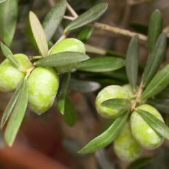 Olivenbaum, Stämmchen, Topf-Ø Ca. 40 Cm, Höhe Ca. 170 Cm 10 Olivenbaum, Stämmchen, Topf-Ø Ca. 40 Cm, Höhe Ca. 170 Cm -LECHUZA || Wagner Verkaufsgeschäft 0680200048 0680200051 0680200054 0680200057 0680200061 0680200075 Koelle Olea europaea Busch1 76776