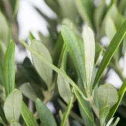 Olivenbaum, Stamm, Topf-Ø 60 Cm, Höhe Ca. 170 Cm 11 Olivenbaum, Stamm, Topf-Ø 60 Cm, Höhe Ca. 170 Cm -LECHUZA || Wagner Verkaufsgeschäft 0680200048 0680200051 0680200054 0680200057 0680200061 0680200075 Koelle Olea europaea Busch 76777 1