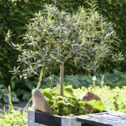 Olivenbaum, Stamm, Topf-Ø 22 Cm, Höhe Ca. 100 Cm 13 Olivenbaum, Stamm, Topf-Ø 22 Cm, Höhe Ca. 100 Cm -LECHUZA || Wagner Verkaufsgeschäft 0680200057 0680200075 Olivenstaemmchen Stimmung 76778