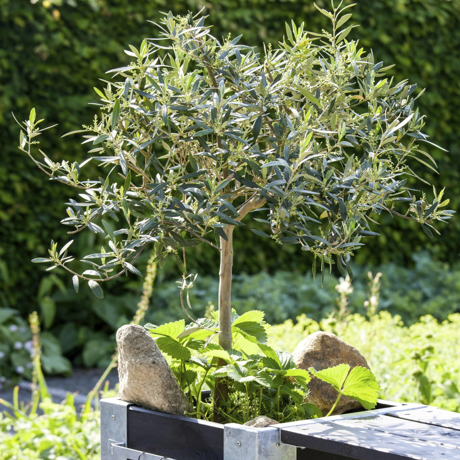 Olivenbaum, Stamm, Topf-Ø 22 Cm, Höhe Ca. 100 Cm 7 Olivenbaum, Stamm, Topf-Ø 22 Cm, Höhe Ca. 100 Cm – Bild 5