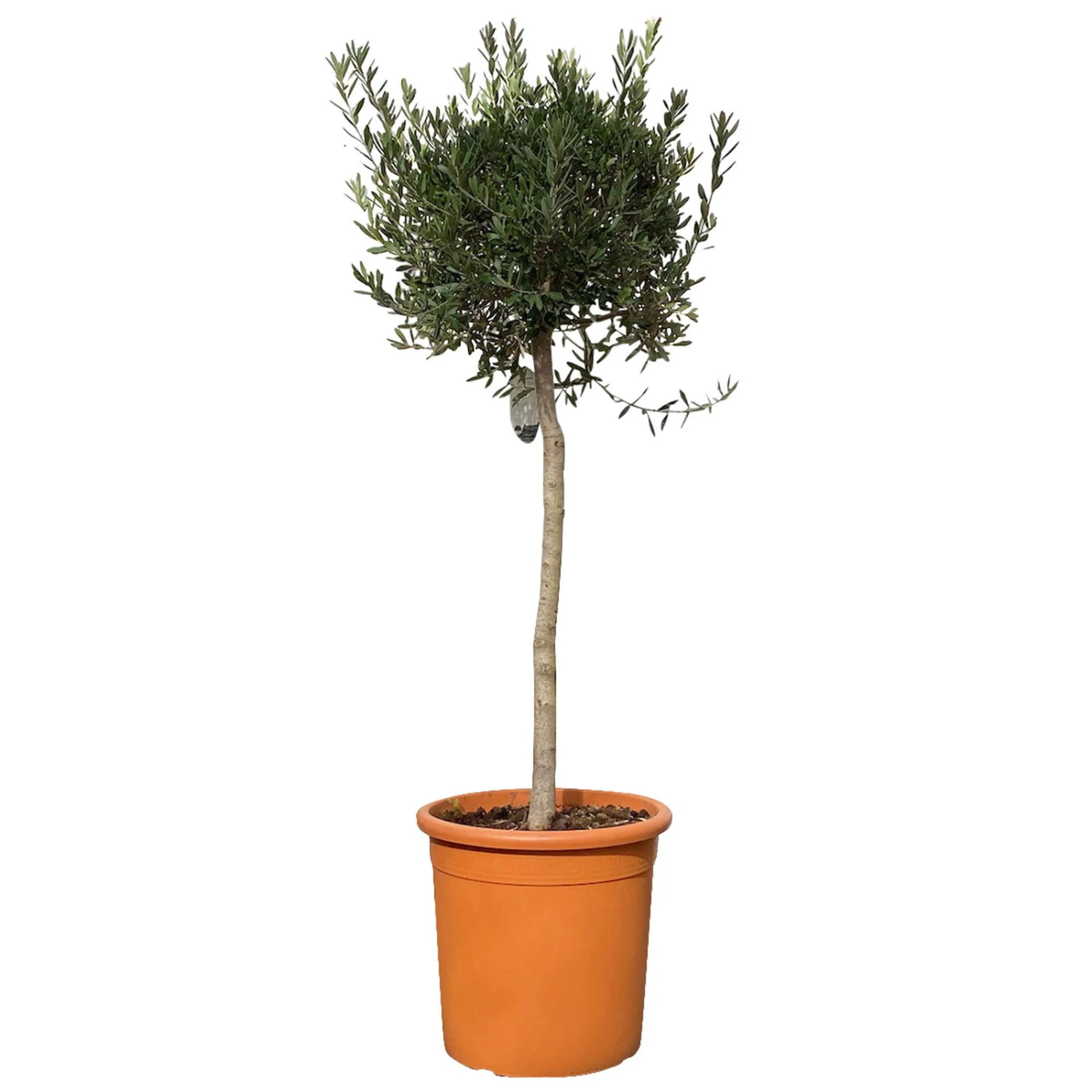 Olivenbaum, Stämmchen, Topf-Ø Ca. 40 Cm, Höhe Ca. 170 Cm 3 Olivenbaum, Stämmchen, Topf-Ø Ca. 40 Cm, Höhe Ca. 170 Cm