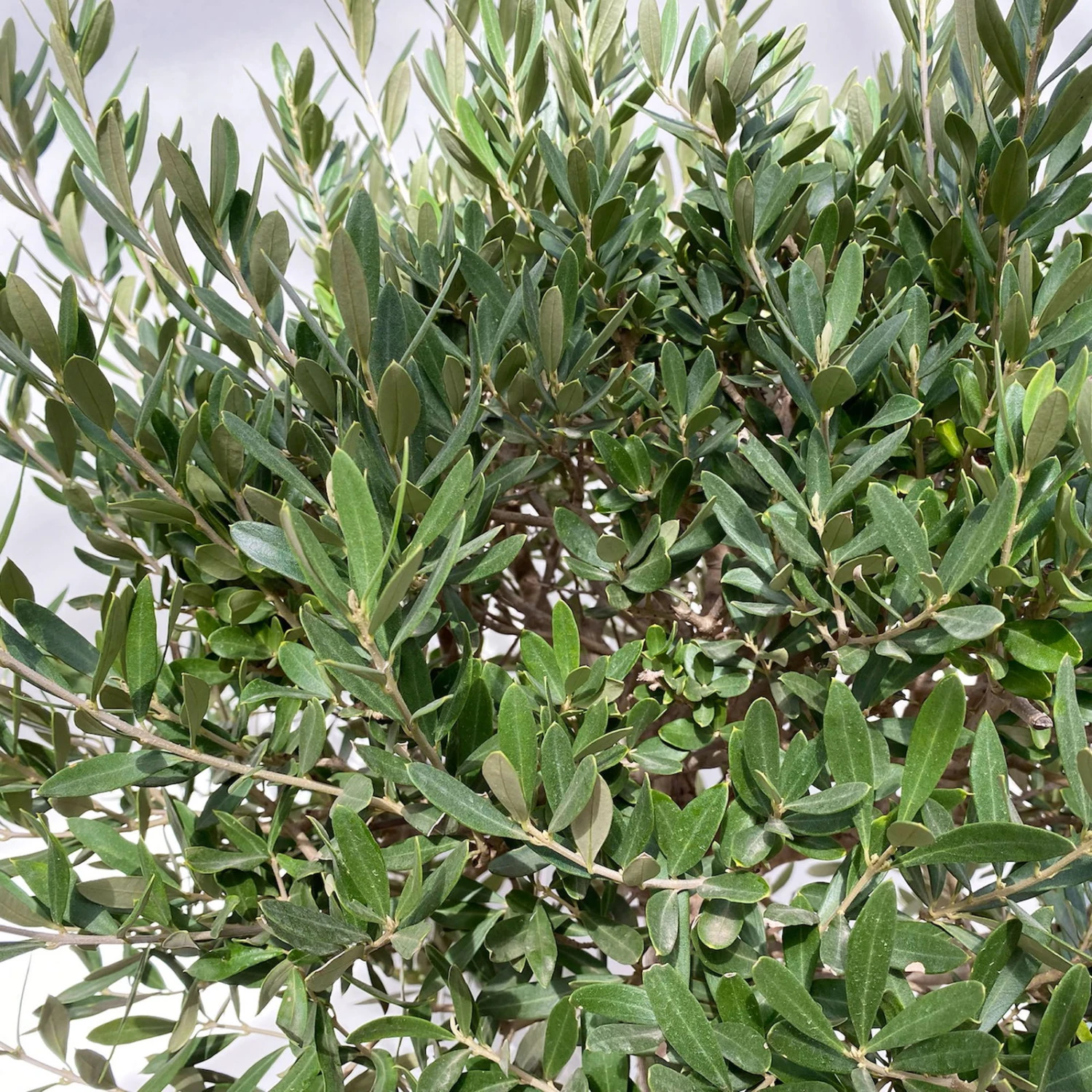 Olivenbaum, Stämmchen, Topf-Ø Ca. 40 Cm, Höhe Ca. 170 Cm 4 Olivenbaum, Stämmchen, Topf-Ø Ca. 40 Cm, Höhe Ca. 170 Cm – Bild 2