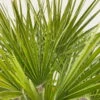 Chamaerops Humilis, Topf-Ø 30 Cm, Höhe Ca. 90 Cm -LECHUZA || Wagner Verkaufsgeschäft 0680300037 Chamaerops humilis T35 3 90760