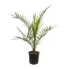 Dattelpalme, Topf-Ø 18 Cm, Höhe Ca. 80 Cm 1 Dattelpalme, Topf-Ø 18 Cm, Höhe Ca. 80 Cm -LECHUZA || Wagner Verkaufsgeschäft 0680300059 Phoenix canariensis T1819 H80 100 2 92461