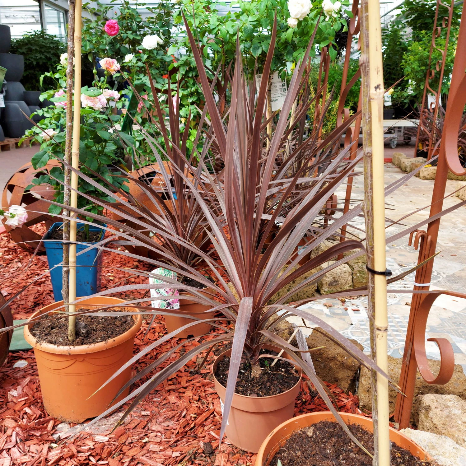 Keulenlilie 'Red Star' Rotlaubig, Topf-Ø 17/19 Cm, Höhe Ca. 60 Cm 5 Keulenlilie 'Red Star' Rotlaubig, Topf-Ø 17/19 Cm, Höhe Ca. 60 Cm – Bild 3