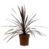 Keulenlilie 'Red Star' Rotlaubig, Topf-Ø 24 Cm, Höhe Ca. 80 Cm -LECHUZA || Wagner Verkaufsgeschäft 0680300127 Cordyline australis Busch T24 Red Star 1 111083