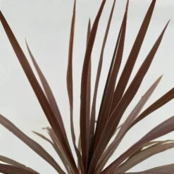 Keulenlilie 'Red Star' Rotlaubig, Topf-Ø 24 Cm, Höhe Ca. 80 Cm -LECHUZA || Wagner Verkaufsgeschäft 0680300127 Cordyline australis Busch T24 Red Star 6 111025 1