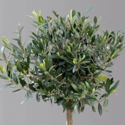 Olivenbaum, Stämmchen, Topf-Ø 24 Cm, Höhe Ca. 140 Cm -LECHUZA || Wagner Verkaufsgeschäft 0681200013 Koelle Olea europaea Stamm Extra T24 3030Collina H140 2 125589