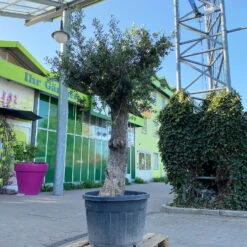 Olivenbaum, Stamm, Topf-Ø 60 Cm, Höhe Ca. 170 Cm 12 Olivenbaum, Stamm, Topf-Ø 60 Cm, Höhe Ca. 170 Cm -LECHUZA || Wagner Verkaufsgeschäft 0681300001 Koelle Olea europaea Solitaer Stamm T60 H250 1 125592