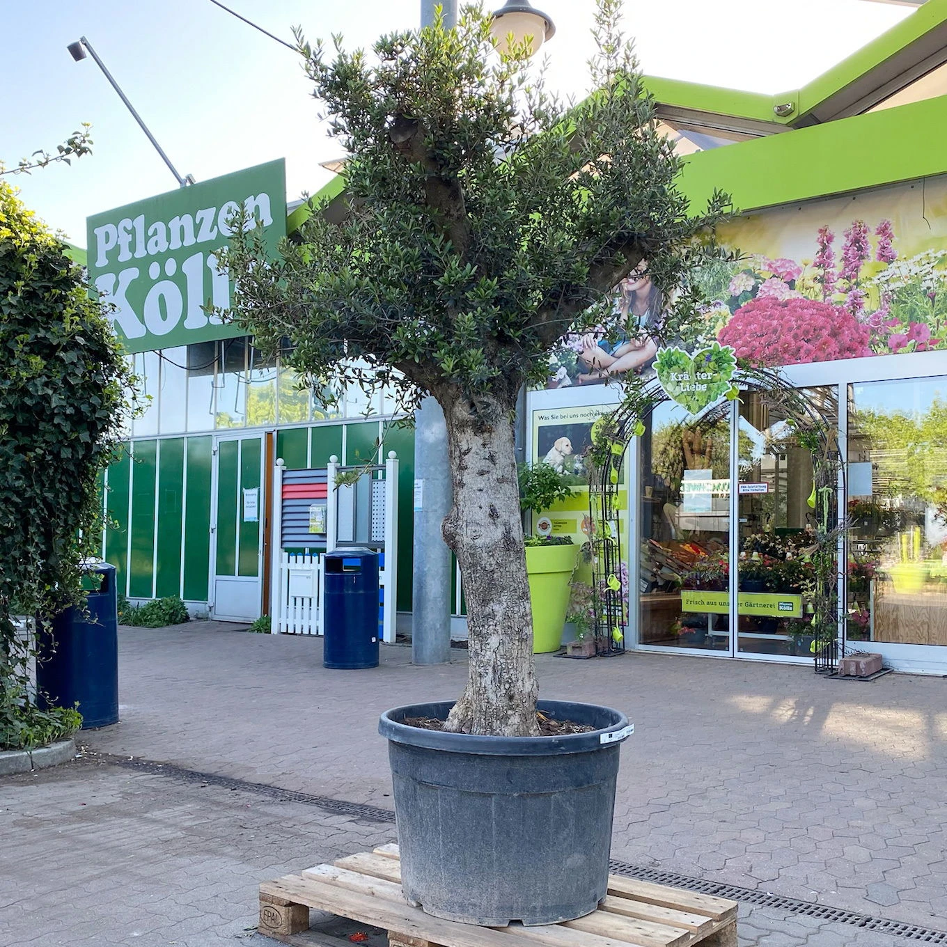 Olivenbaum, Stamm, Topf-Ø 60 Cm, Höhe Ca. 170 Cm 3 Olivenbaum, Stamm, Topf-Ø 60 Cm, Höhe Ca. 170 Cm