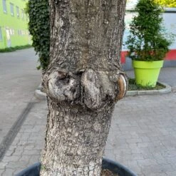 Olivenbaum, Stamm, Topf-Ø 60 Cm, Höhe Ca. 170 Cm 13 Olivenbaum, Stamm, Topf-Ø 60 Cm, Höhe Ca. 170 Cm -LECHUZA || Wagner Verkaufsgeschäft 0681300001 olea europaea solitaer stamm 5 122299