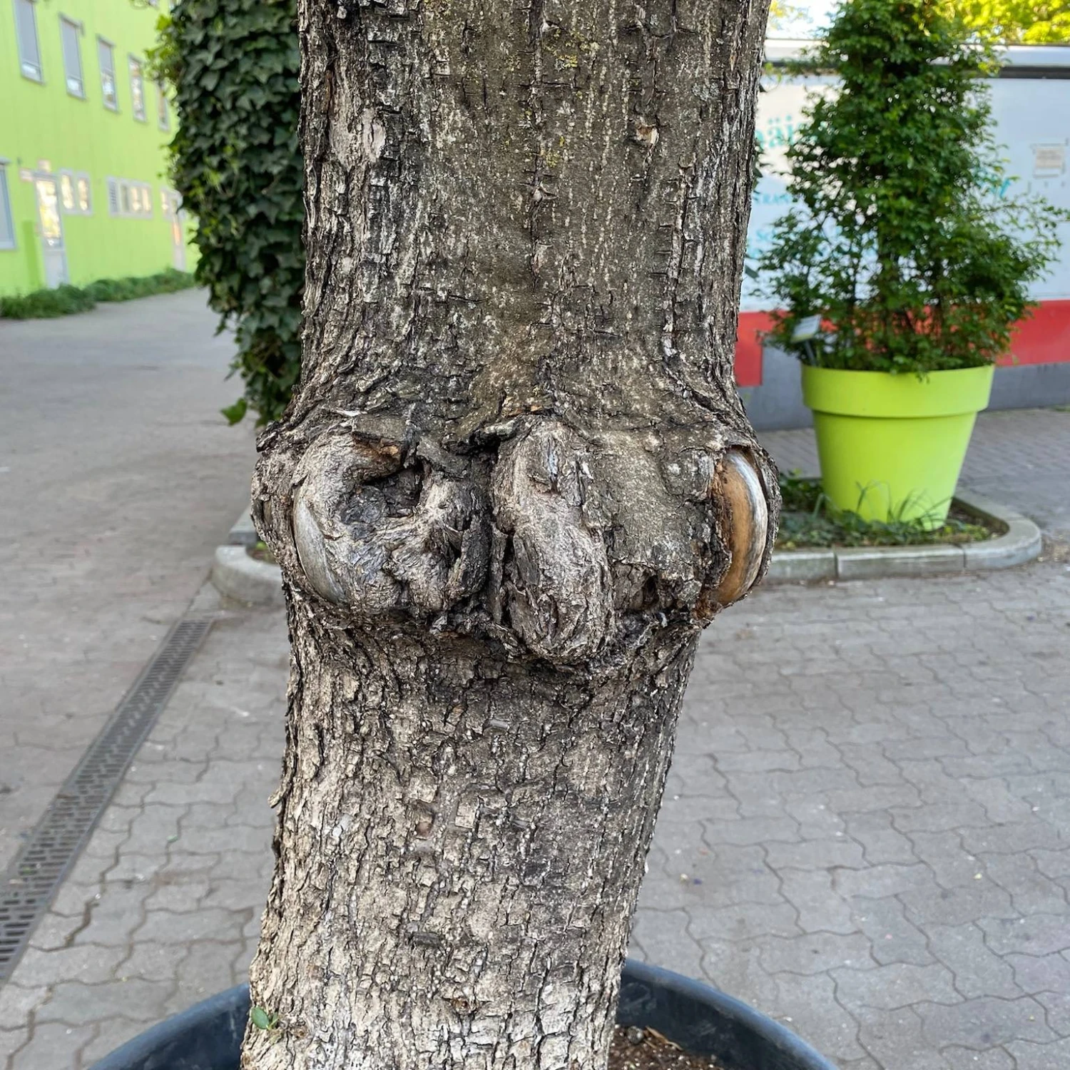 Olivenbaum, Stamm, Topf-Ø 60 Cm, Höhe Ca. 170 Cm 7 Olivenbaum, Stamm, Topf-Ø 60 Cm, Höhe Ca. 170 Cm – Bild 5