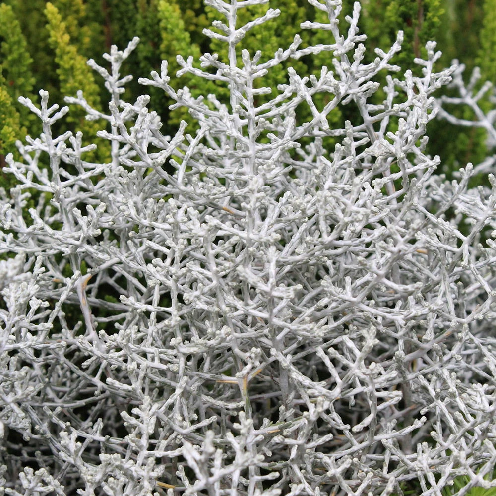 Mixtopf 'Silberstruktur', 3er-Set, Grau-silber, Topf 13 Cm Ø 11 Mixtopf 'Silberstruktur', 3er-Set, Grau-silber, Topf 13 Cm Ø – Bild 9