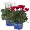 Alpenveilchen 'Outland', Rot/weiß, Topf-Ø 10,5 Cm, 6er-Set -LECHUZA || Wagner Verkaufsgeschäft 0690100256 Cyclamen weiss und rot Set 6Stueck 1 79441