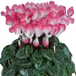 Alpenveilchen 'Indiaka® Geflammt, Farben Zufällig, Topf-Ø 12cm, 3er-Set -LECHUZA || Wagner Verkaufsgeschäft 0690100290 koelle Cyclame Indiaka Salmon geflammt 6er Set 79801 1