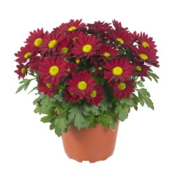 Chrysanthemen 'Swifty', Rot, Topf-Ø 12 Cm, 6er-Set -LECHUZA || Wagner Verkaufsgeschäft 0690110160 Chrysanthemum indicum rot Swifty 6er Set 2 79197