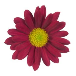 Chrysanthemen 'Swifty', Rot, Topf-Ø 12 Cm, 6er-Set -LECHUZA || Wagner Verkaufsgeschäft 0690110160 Chrysanthemum indicum rot Swifty 6er Set 79199