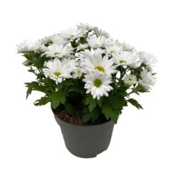 Chrysanthemen 'Swifty', Weiß, Topf-Ø 12 Cm, 6er-Set -LECHUZA || Wagner Verkaufsgeschäft 0690110162 Chrysanthemum indicum Swifty T12 weiss 6er Set WS 3 95640