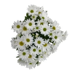 Chrysanthemen 'Swifty', Weiß, Topf-Ø 12 Cm, 6er-Set -LECHUZA || Wagner Verkaufsgeschäft 0690110162 Chrysanthemum indicum Swifty T12 weiss 6er Set WS 4 95641