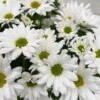 Chrysanthemen 'Swifty', Weiß, Topf-Ø 12 Cm, 6er-Set -LECHUZA || Wagner Verkaufsgeschäft 0690110162 Chrysanthemum indicum Swifty T12 weiss 6er Set WS 7 95580