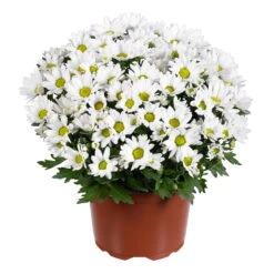 Chrysanthemen 'Swifty', Weiß, Topf-Ø 12 Cm, 6er-Set -LECHUZA || Wagner Verkaufsgeschäft 0690110162 Chrysanthemum indicum weiss Swifty 6er Set 1 79202