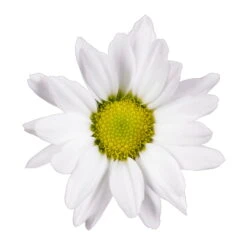 Chrysanthemen 'Swifty', Weiß, Topf-Ø 12 Cm, 6er-Set -LECHUZA || Wagner Verkaufsgeschäft 0690110162 Chrysanthemum indicum weiss Swifty 6er Set 79203