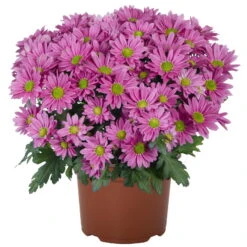 Chrysanthemen 'Swifty', Rosa, Topf-Ø 12 Cm, 6er-Set -LECHUZA || Wagner Verkaufsgeschäft 0690110163 Chrysanthemum indicum Swifty T12 rosa 6er Set 1 95349