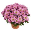 Chrysanthemen 'Swifty', Rosa, Topf-Ø 12 Cm, 6er-Set -LECHUZA || Wagner Verkaufsgeschäft 0690110163 Chrysanthemum indicum Swifty T12 rosa 6er Set 1 95347
