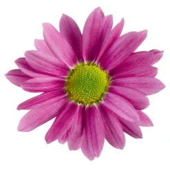 Chrysanthemen 'Swifty', Rosa, Topf-Ø 12 Cm, 6er-Set -LECHUZA || Wagner Verkaufsgeschäft 0690110163 Chrysanthemum indicum Swifty T12 rosa 6er Set 2 95350