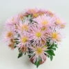 Chrysanthemen Spider Anansi™ Pink, Spinnenblütig, Topf 14 Cm Ø, 4er-Set -LECHUZA || Wagner Verkaufsgeschäft 0690110182 Chrysanthemum Anansi Pink 79326