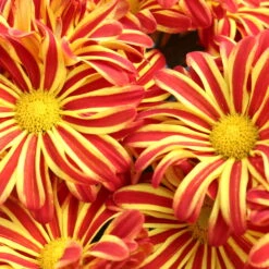 Chrysanthemen 'Rainbow Circus' Rot-gelb Gestreift Topf-Ø 14 Cm, 4er-Set -LECHUZA || Wagner Verkaufsgeschäft 0690110190 Chrysanthemum Rainbow Circus image008 79349