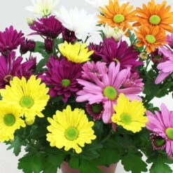 Chrysanthemen 'Quintett' Bunt, Topf-Ø 14 Cm, 4er-Set 7 Chrysanthemen 'Quintett' Bunt, Topf-Ø 14 Cm, 4er-Set -LECHUZA || Wagner Verkaufsgeschäft 0690110197 Chrysanthemum Roch and Roll 1 126781