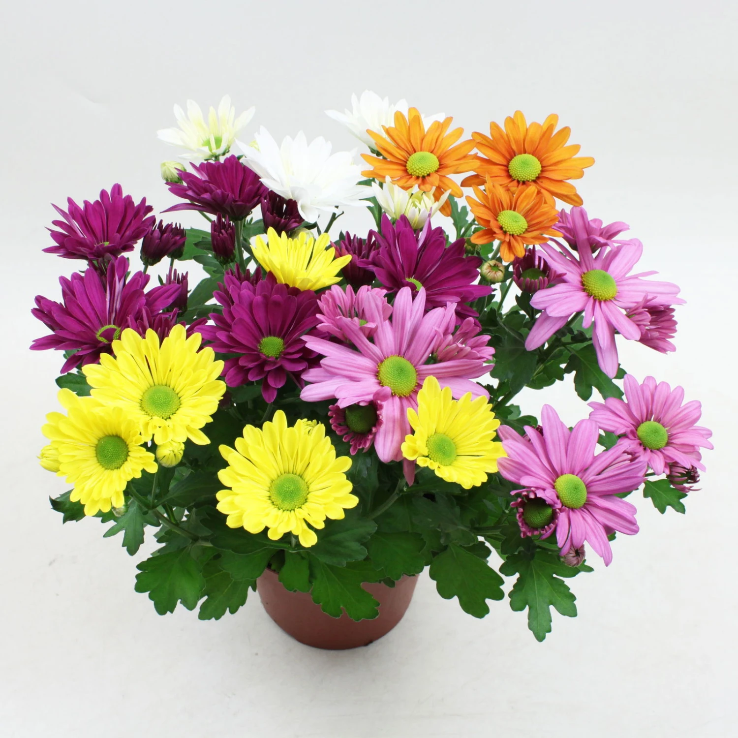 Chrysanthemen 'Quintett' Bunt, Topf-Ø 14 Cm, 4er-Set 3 Chrysanthemen 'Quintett' Bunt, Topf-Ø 14 Cm, 4er-Set