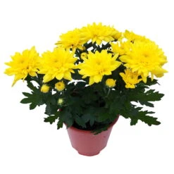 Chrysanthemen 'Chrysanne® Grandezza Yellow', Gelb, Topf-Ø 13 Cm, 6er-Set -LECHUZA || Wagner Verkaufsgeschäft 0690110207 Chrysantheme Grandezza gelb image003 81602